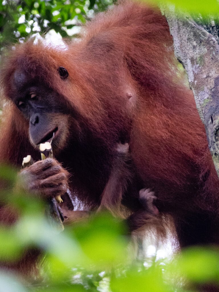 Orangutan eating sugar cane.