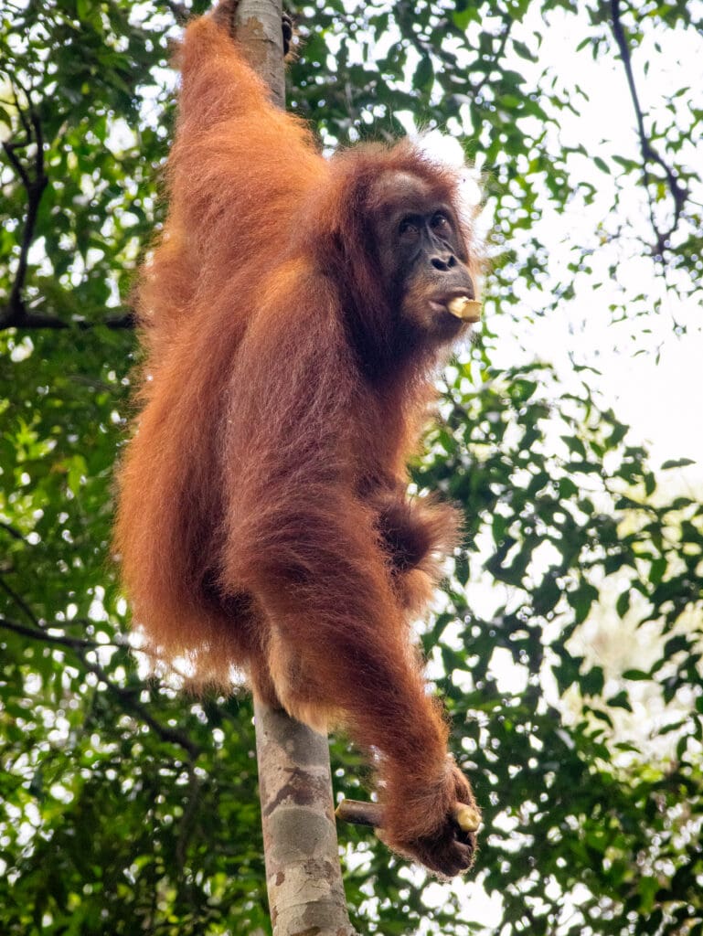 Orangutan hangs from a tree with sugarcane in its mouth