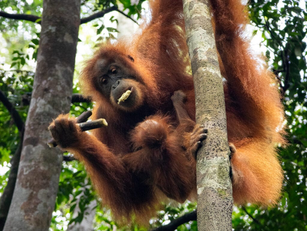 Mother orangutan chewing sugarcane.