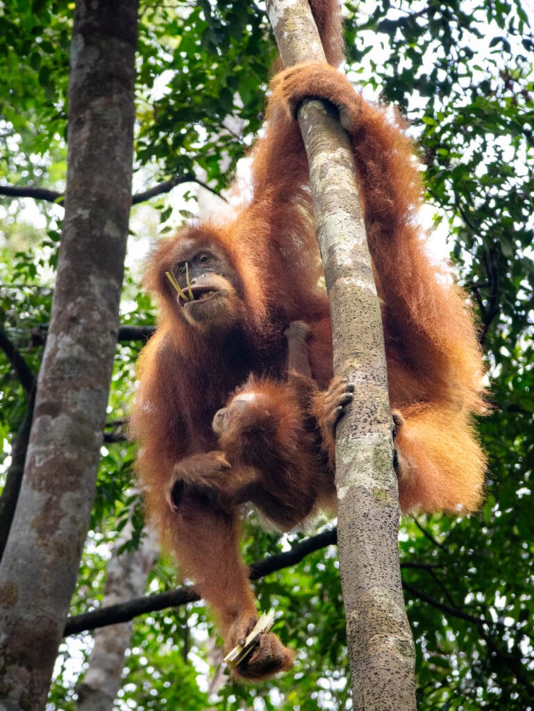 Mother orangutan eating sugarcane that a non-ethical guide left for her.