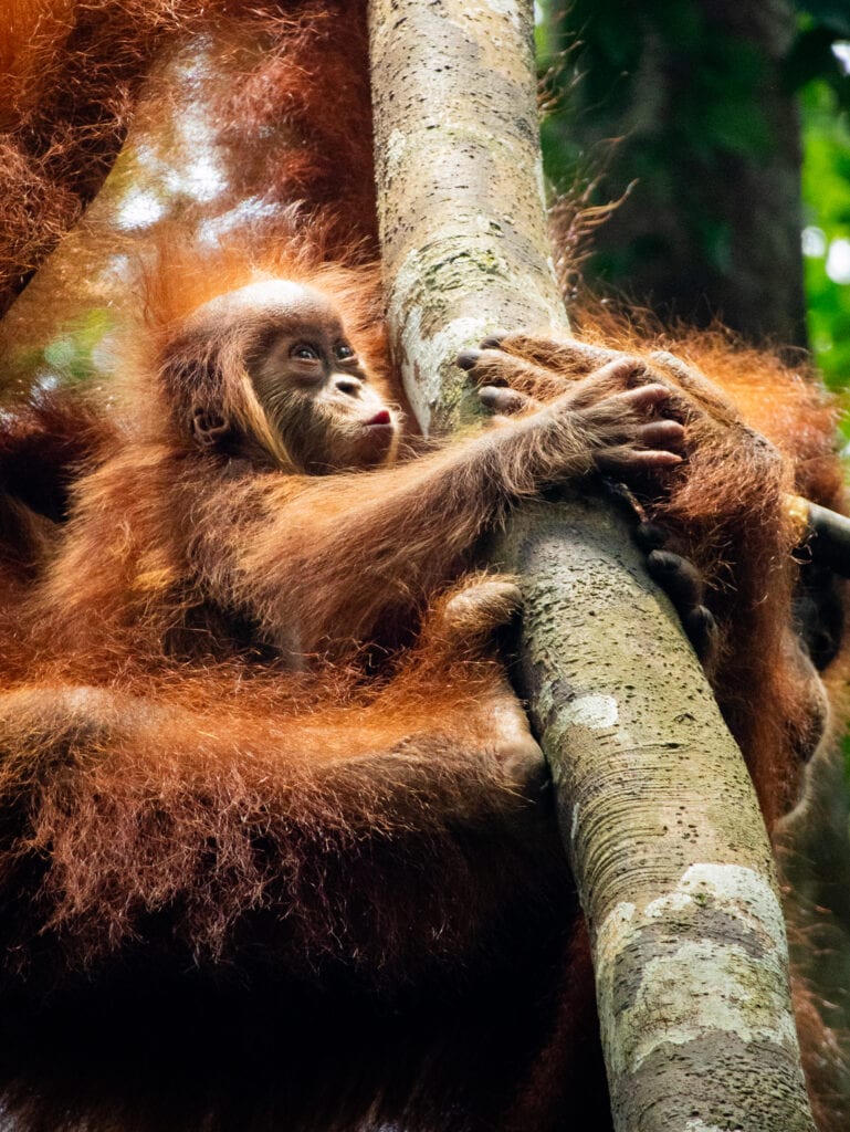 Baby Sumatran orangutan