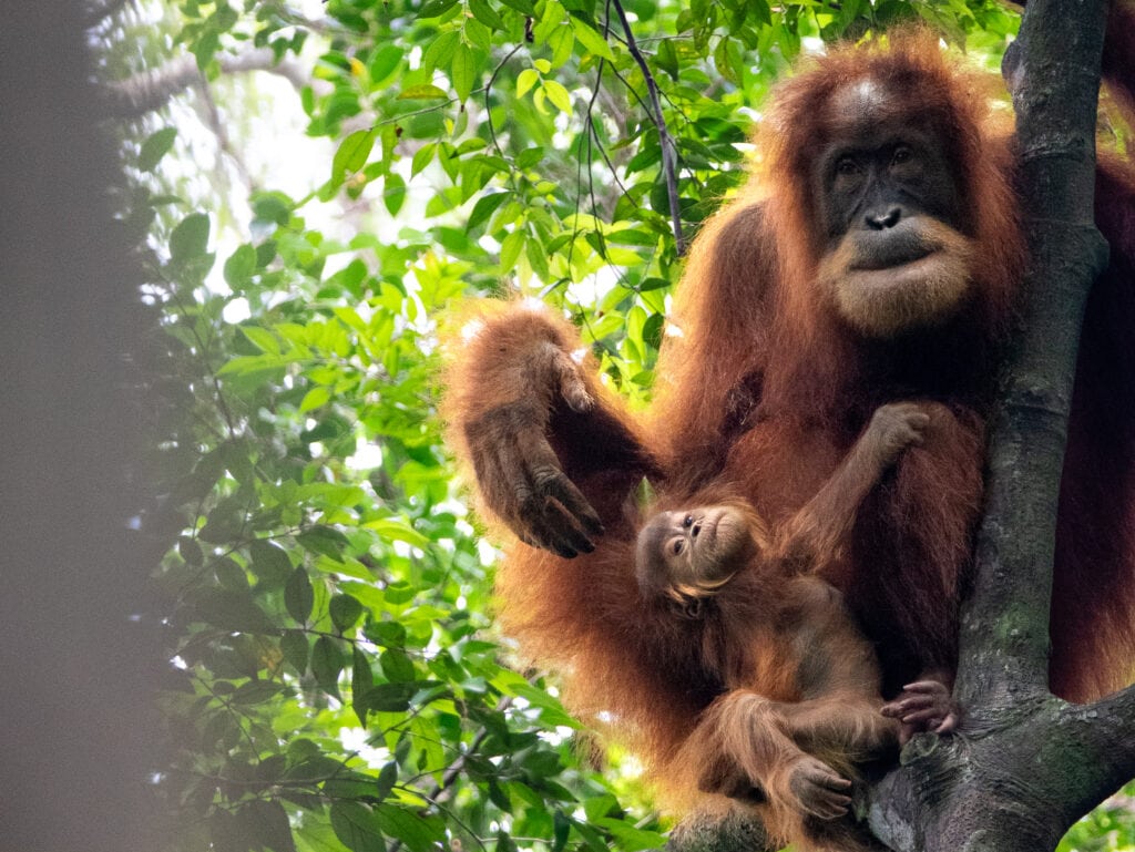 Mother and baby orangutan spotted along a Bukit Lawang orangutan trekking day trip.