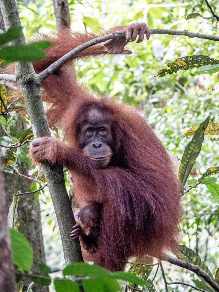 Sumatra Orangutan holds onto tree in Gunung Leuser National Park
