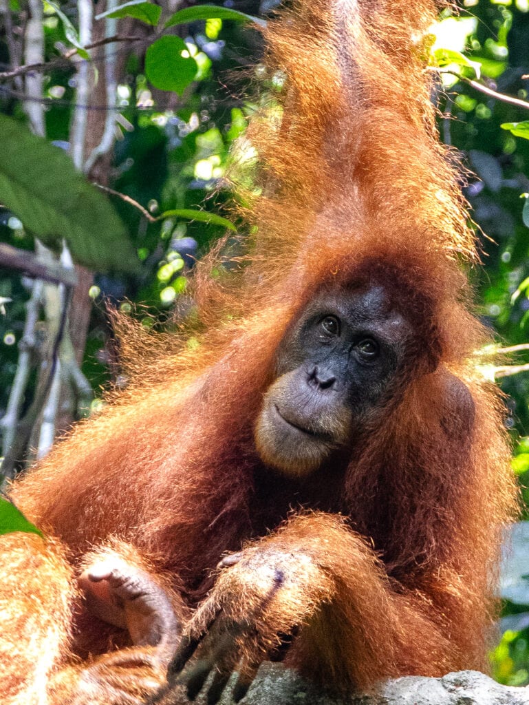 Wild Sumatran orangutan