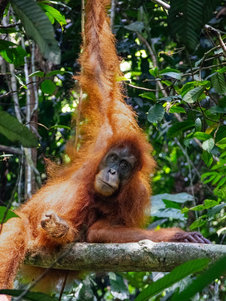 Wild orangutan looks into camera