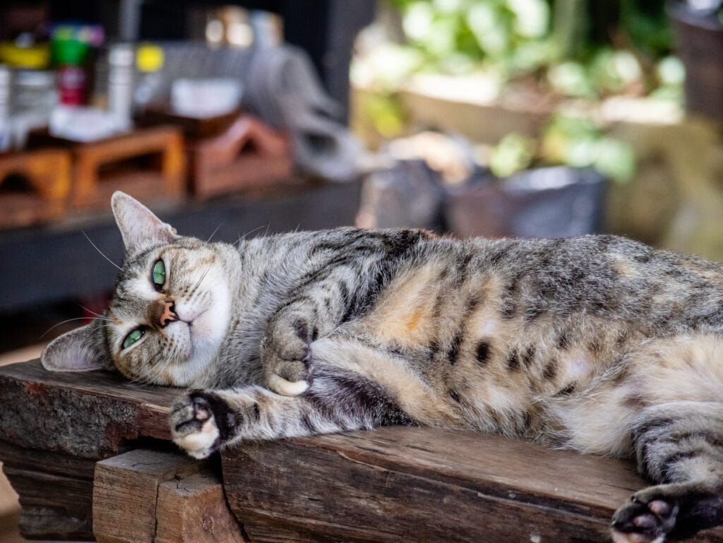 Cat with green eyes relaxes on wooden bench