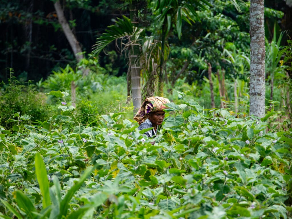 Woman farming in Sumatra