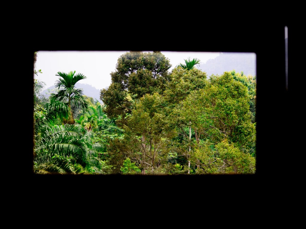 View out to Gunung Leuser National Park from a small rectangular window in Bukit Lawang.