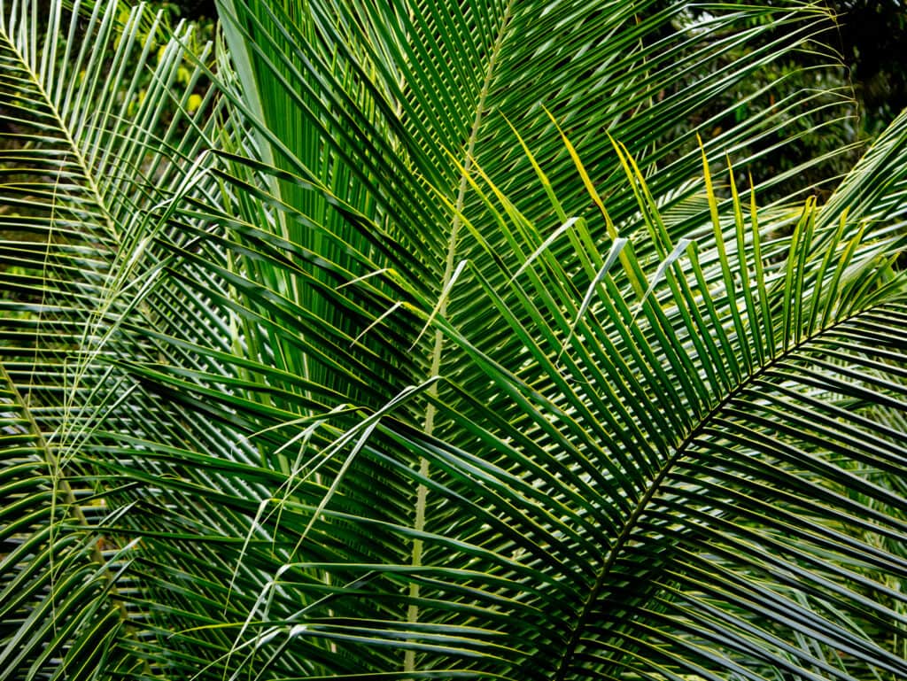 Sumatra palms