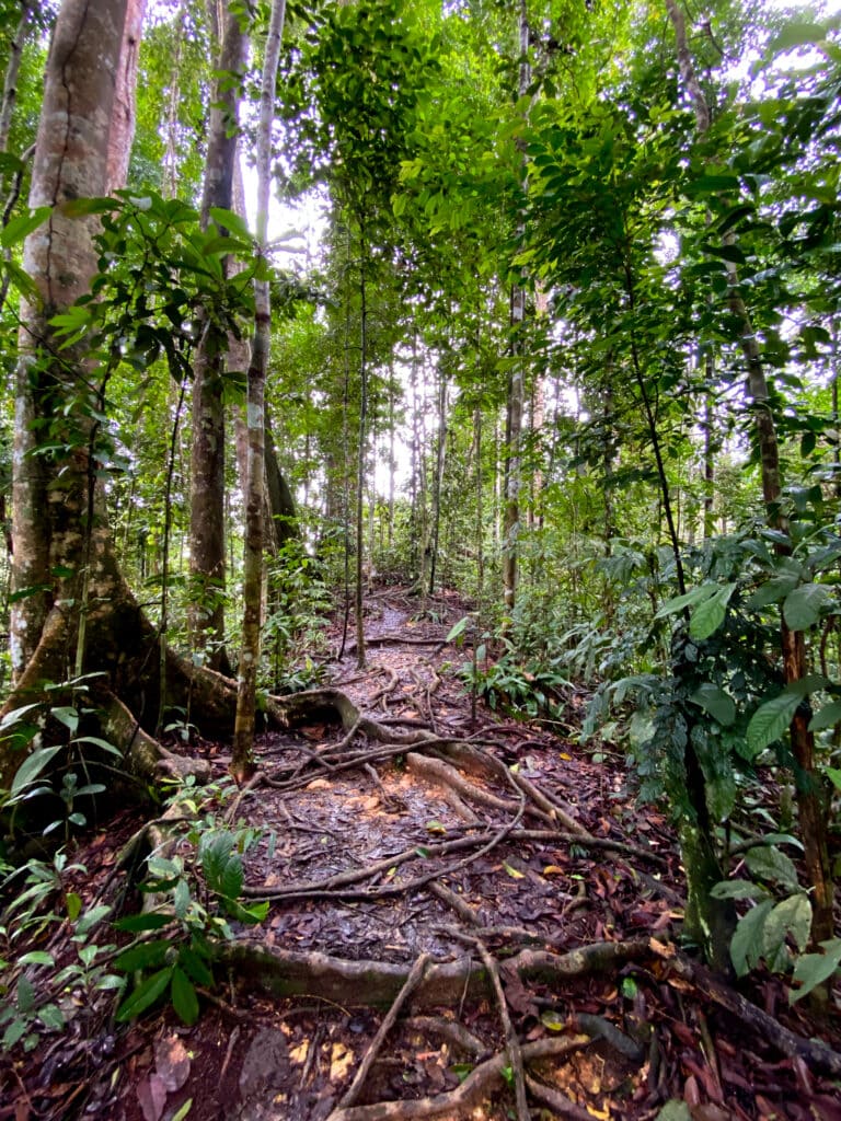 A jungle path with mud and roots in Gunung Leuser National Park