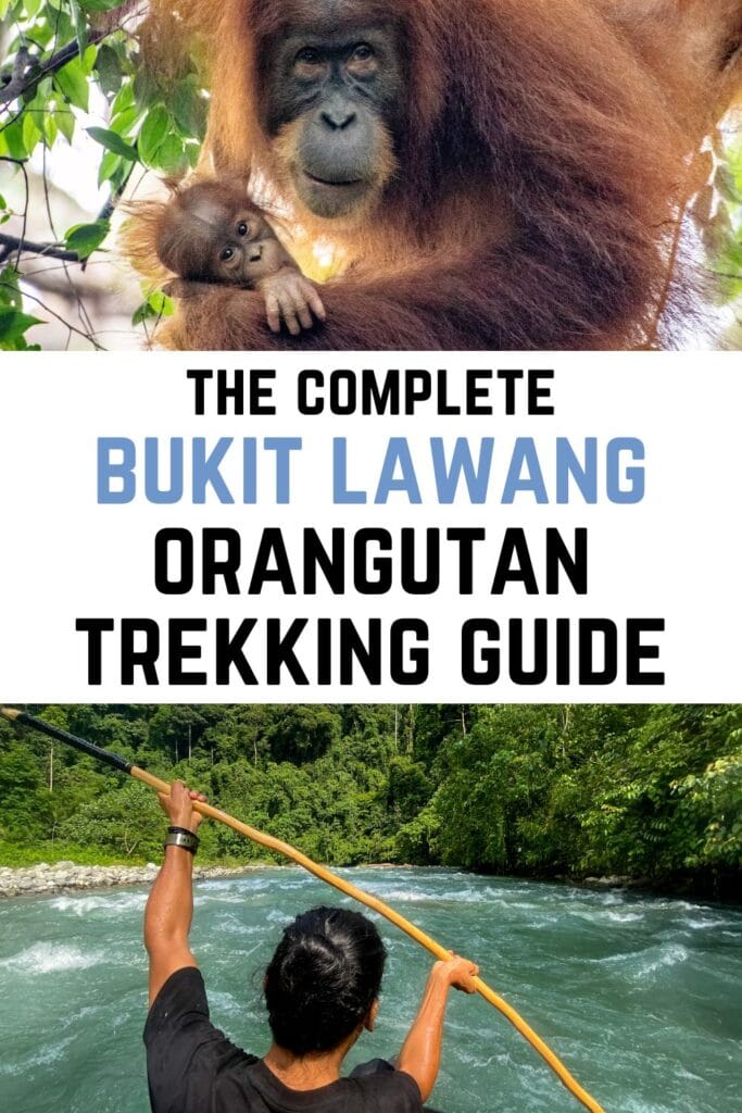 Absolutely everything you NEED to know about Bukit Lawang orangutan trekking - including ethical trekking companies, packing lists, and more!