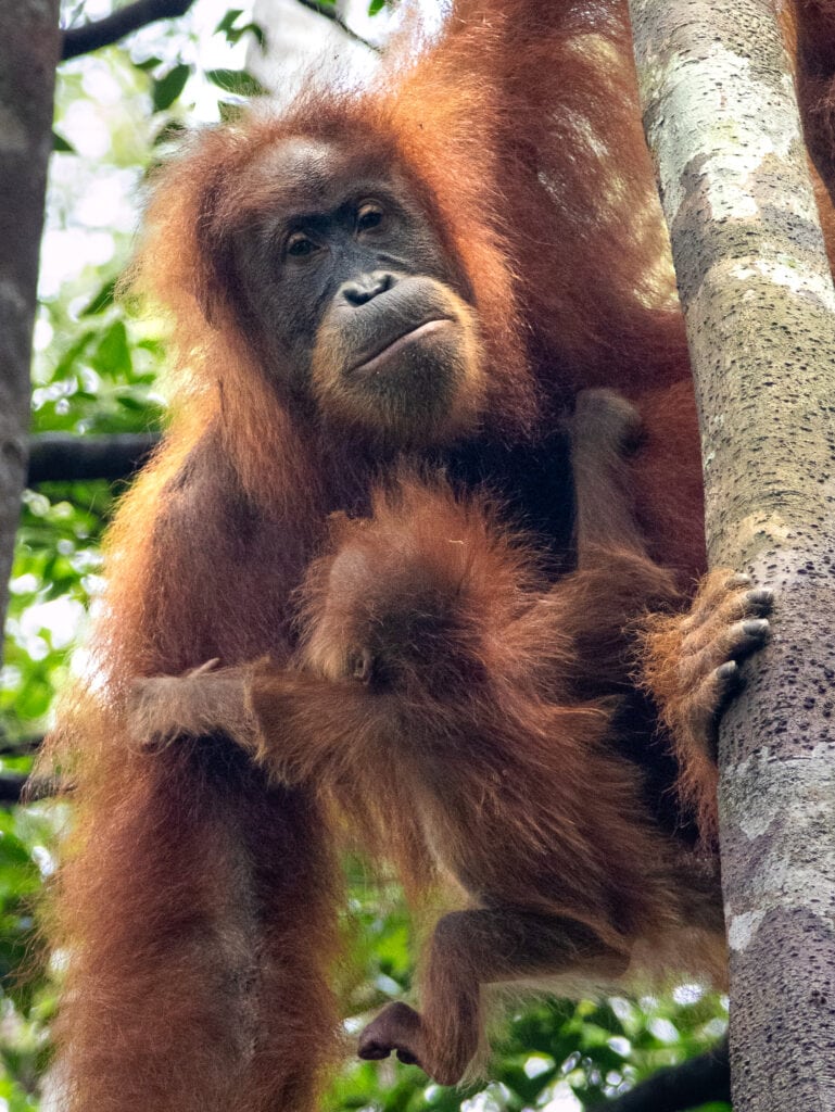Sumatran orangutan mother and baby in the jungle