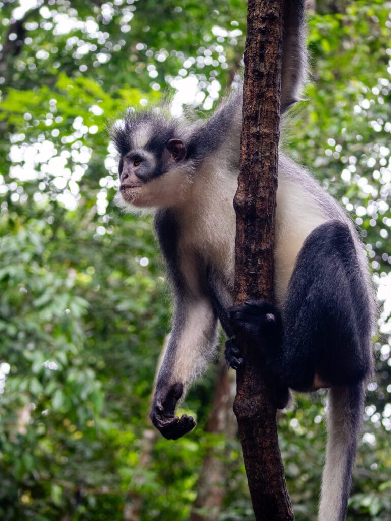 Thomas leaf monkey in Bukit Lawang Sumatra