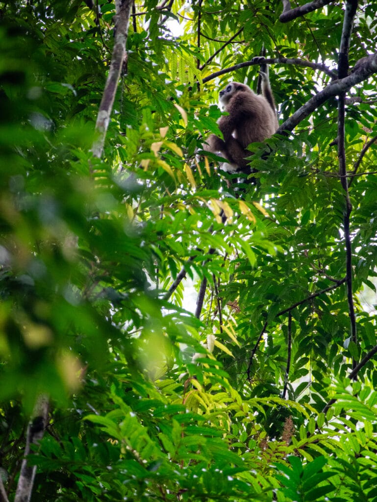 Gibbon in jungle in Sumatra