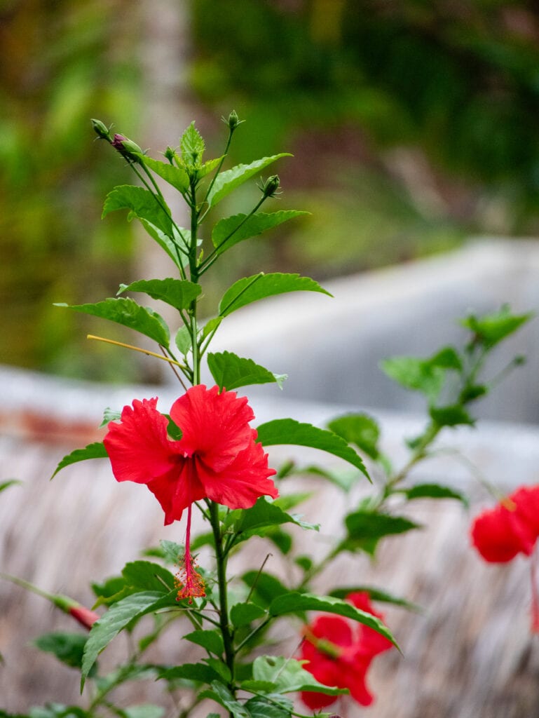 Red flower in Sumatra