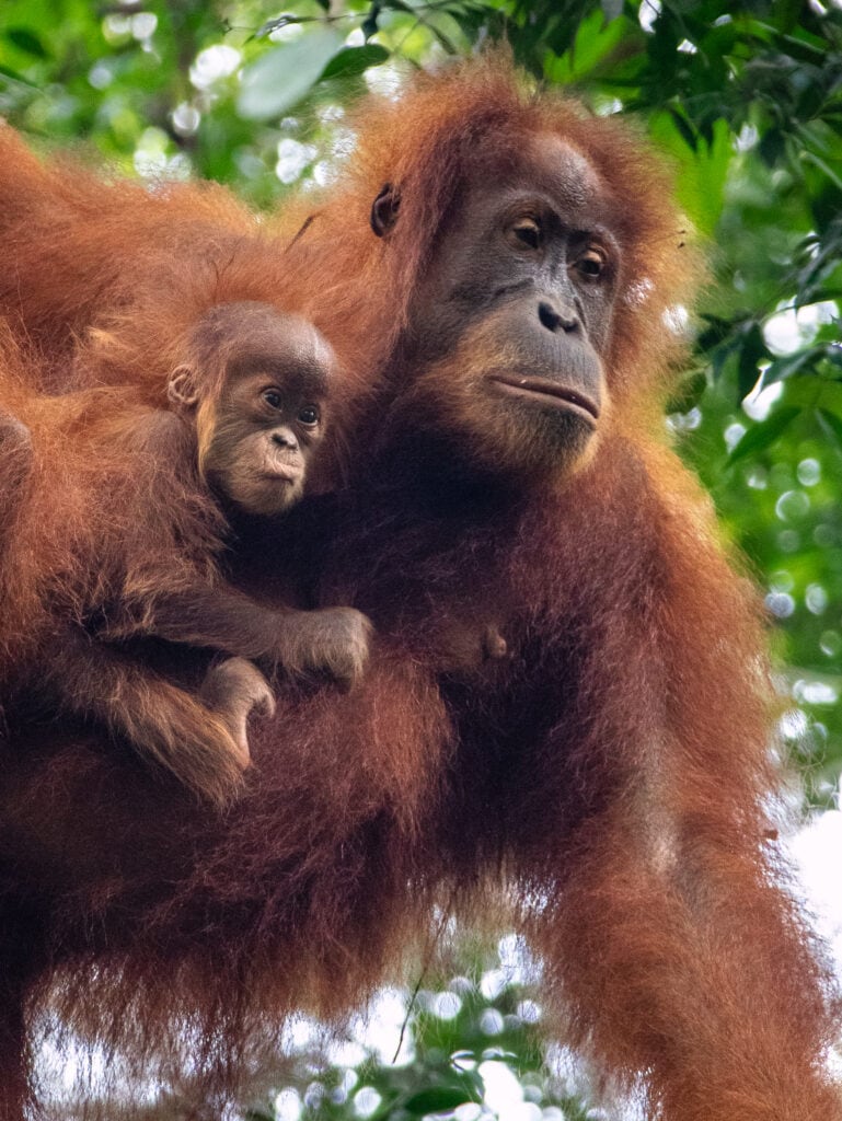 Photo of Sumatra orangutan (mother and baby)