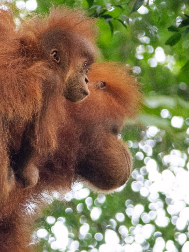 Baby orangutan looks into distance