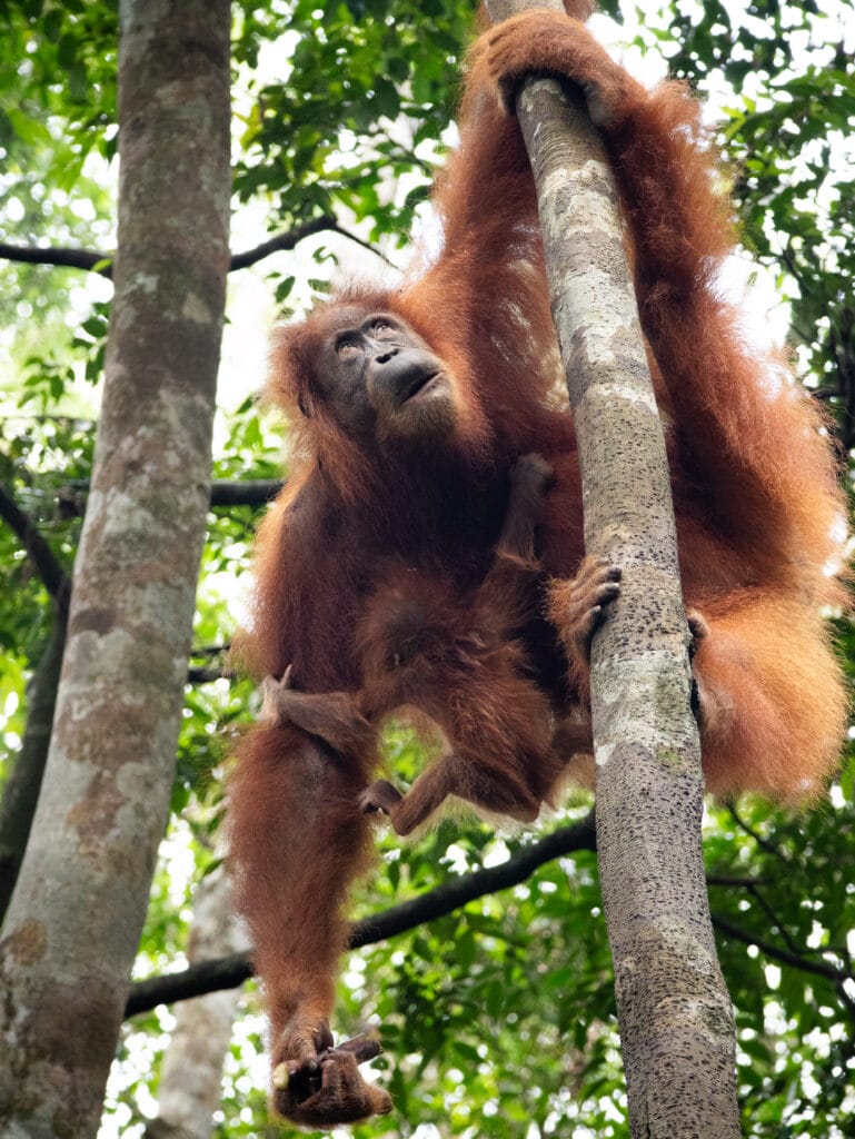 Mother orangutan holds onto tree while baby orangutan holds onto mother