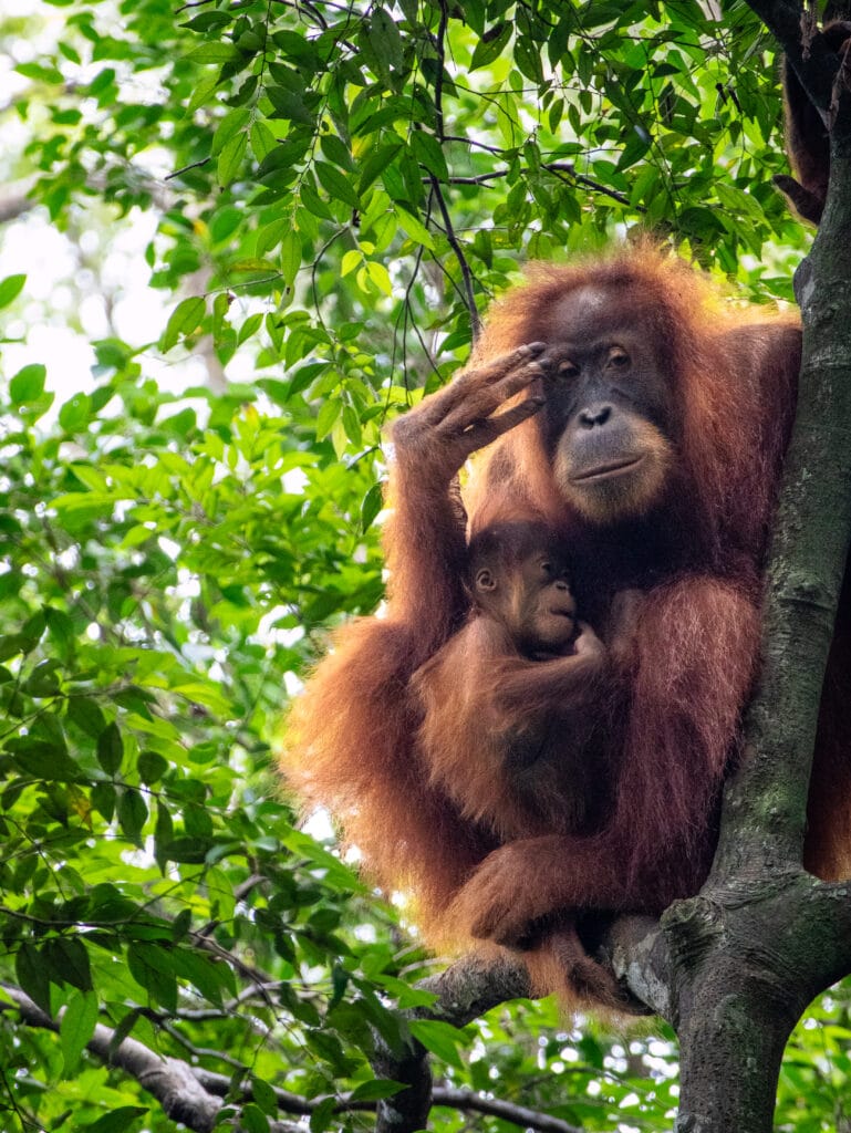 Mother orangutan looks tired while holding baby orangutan