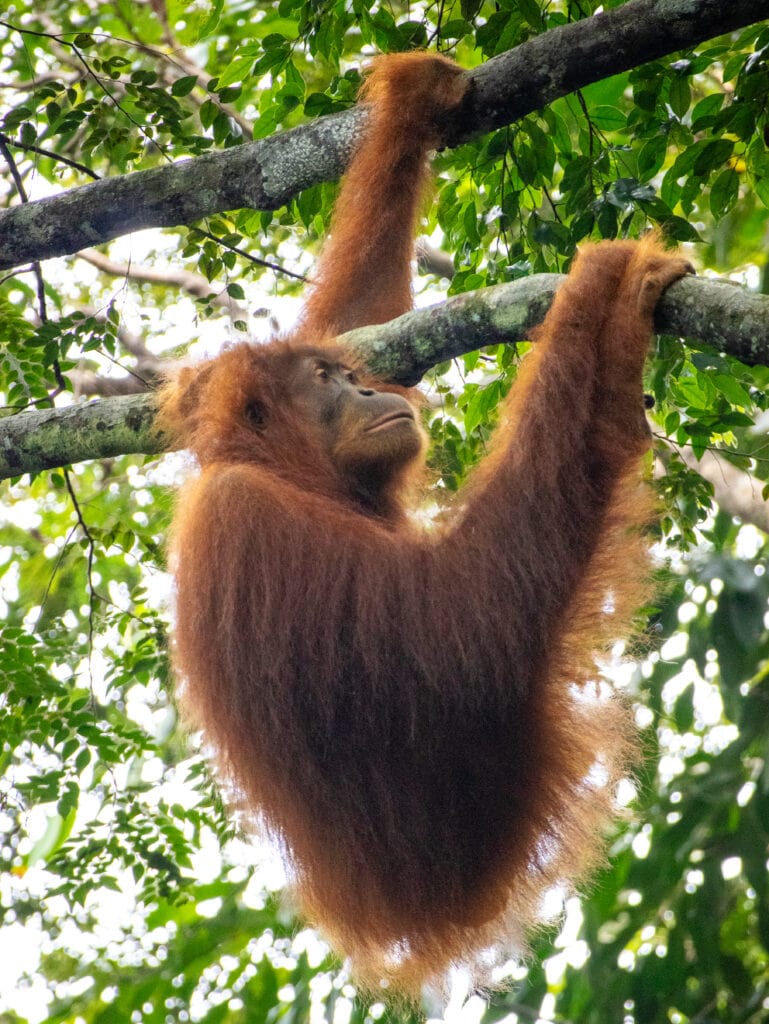 Wild Sumatran orangutan photo