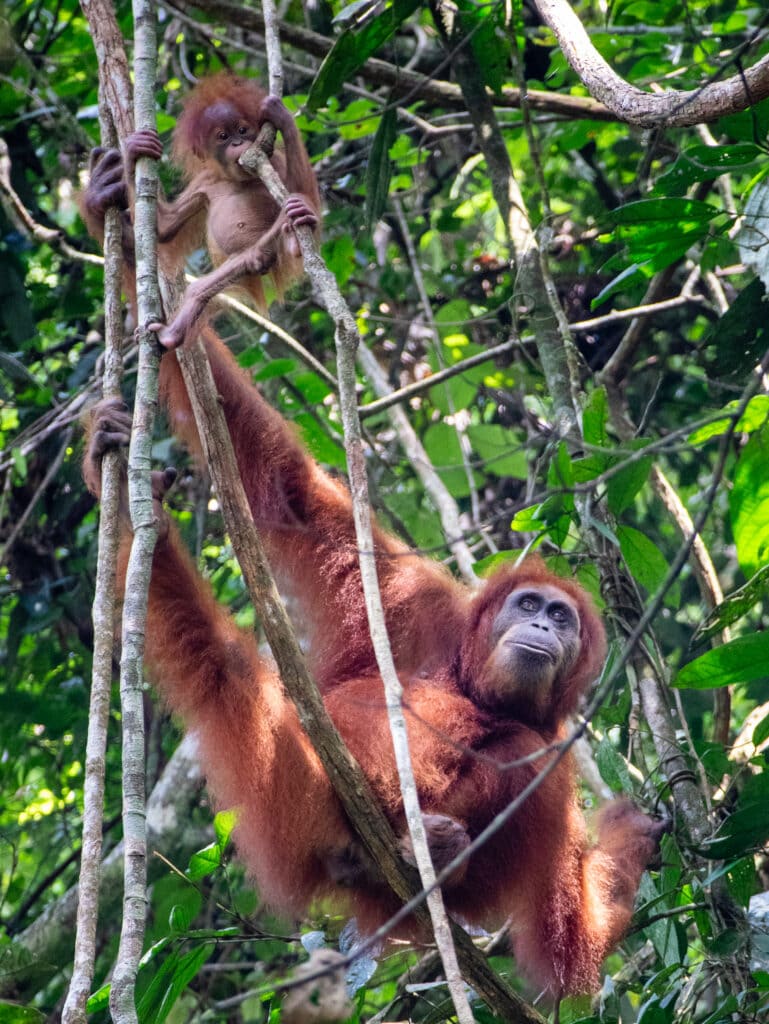 Baby orangutan hangs from a tree in Sumatra