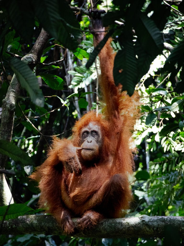 Female Sumatran orangutan