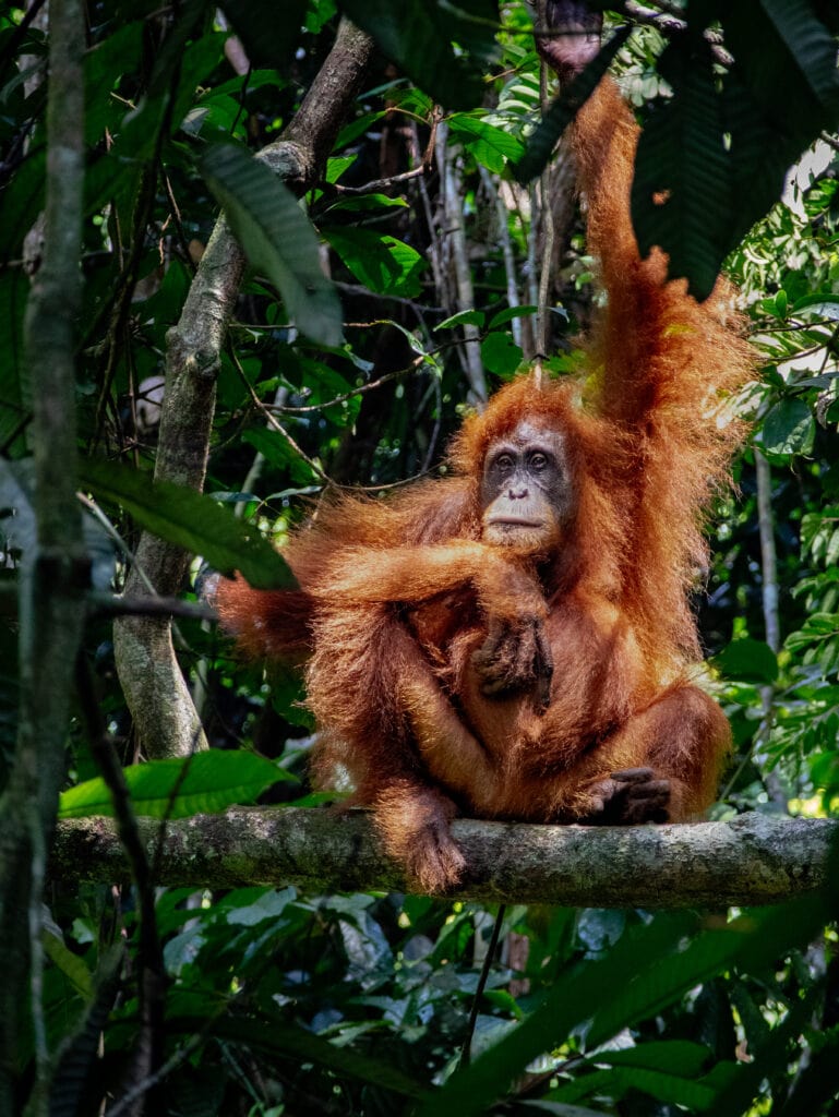 Sumatran orangutan near Bukit Lawang