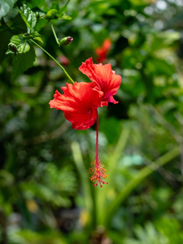 Red flower in Sumatra