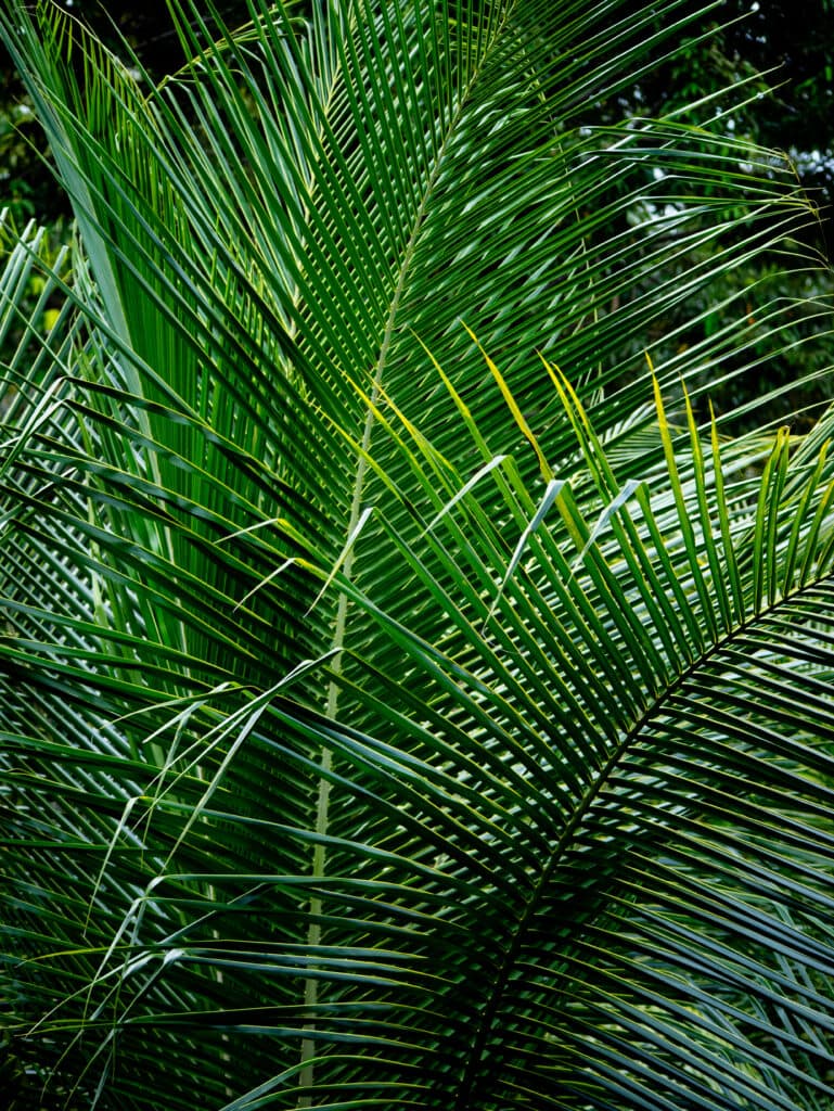 Palms in Indonesia