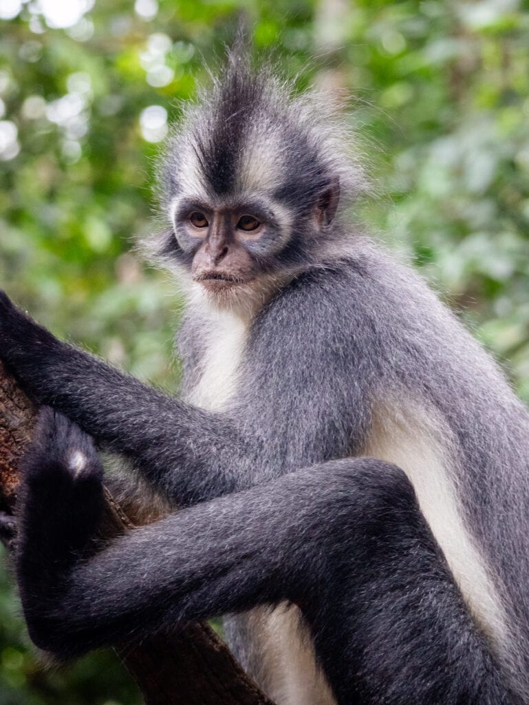 A Thomas Leaf Monkey in Sumatra