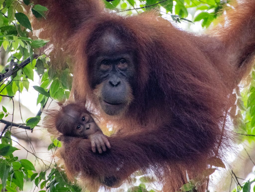 Mother orangutan holds her baby in Bukit Lawang Sumatra