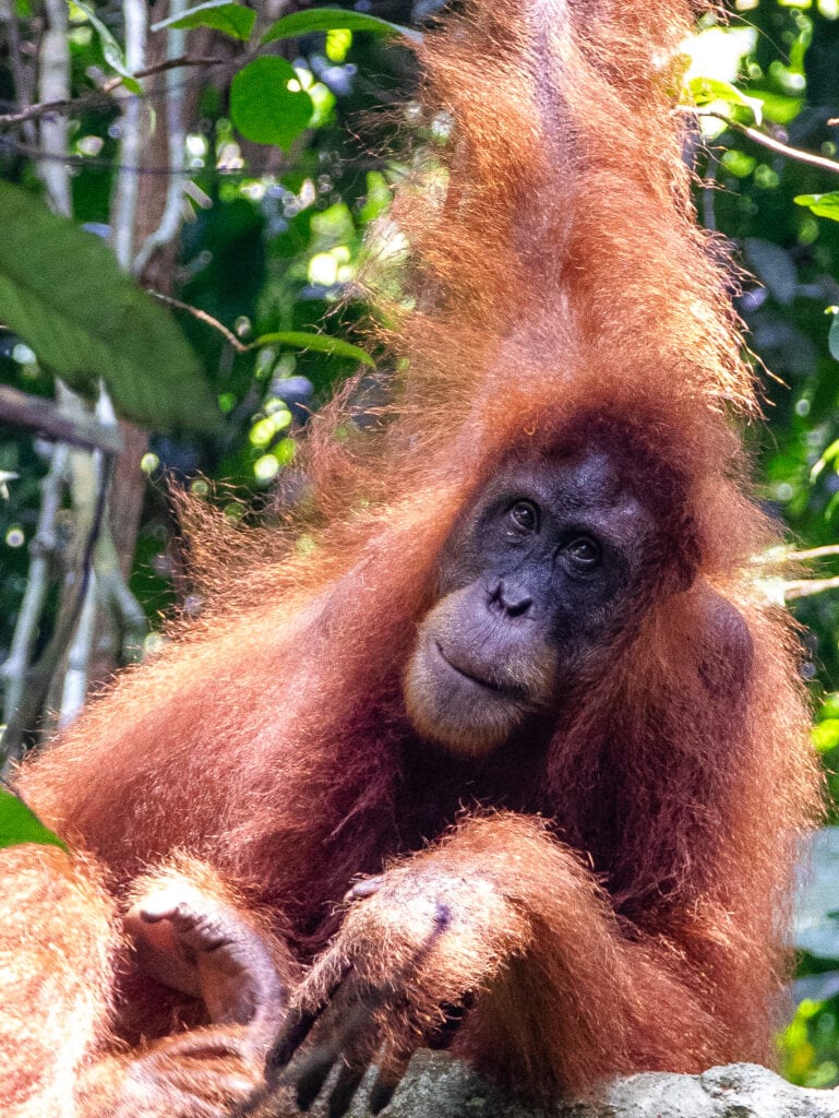 A sumatran orangutan looks into the camera