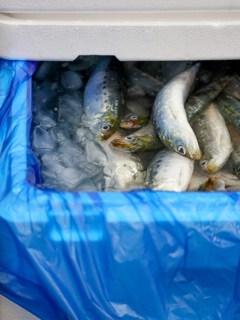 seafood at Tsukiji fish market in Tokyo.