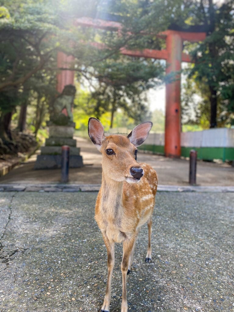 Deer in Nara japan