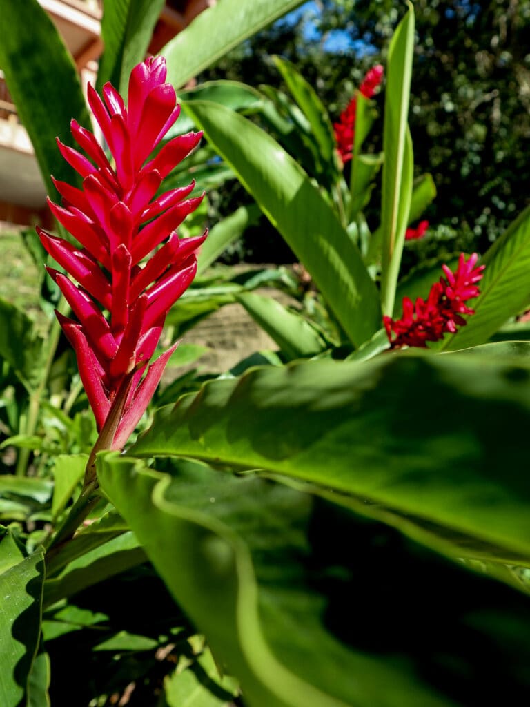 Plant in Pico Bonito National Park