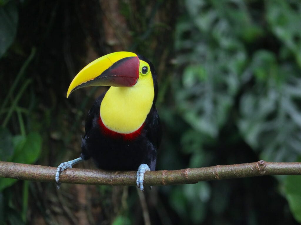 Toucan