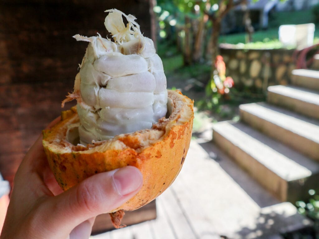 Cacao pod