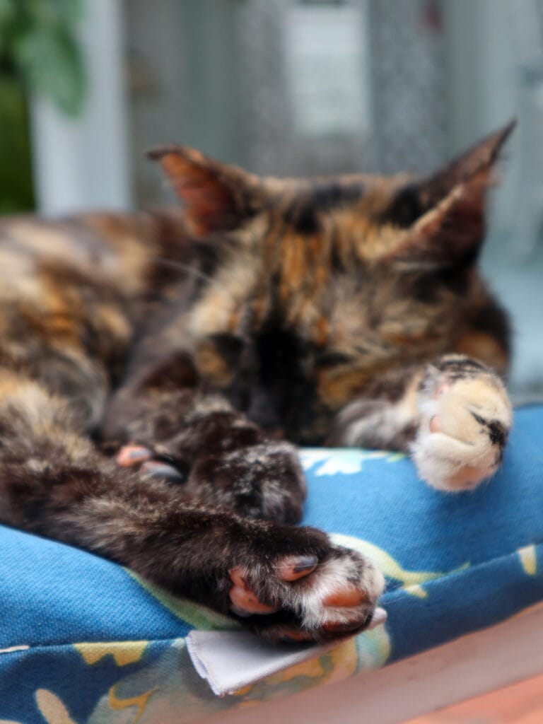 Cat at key west hotel