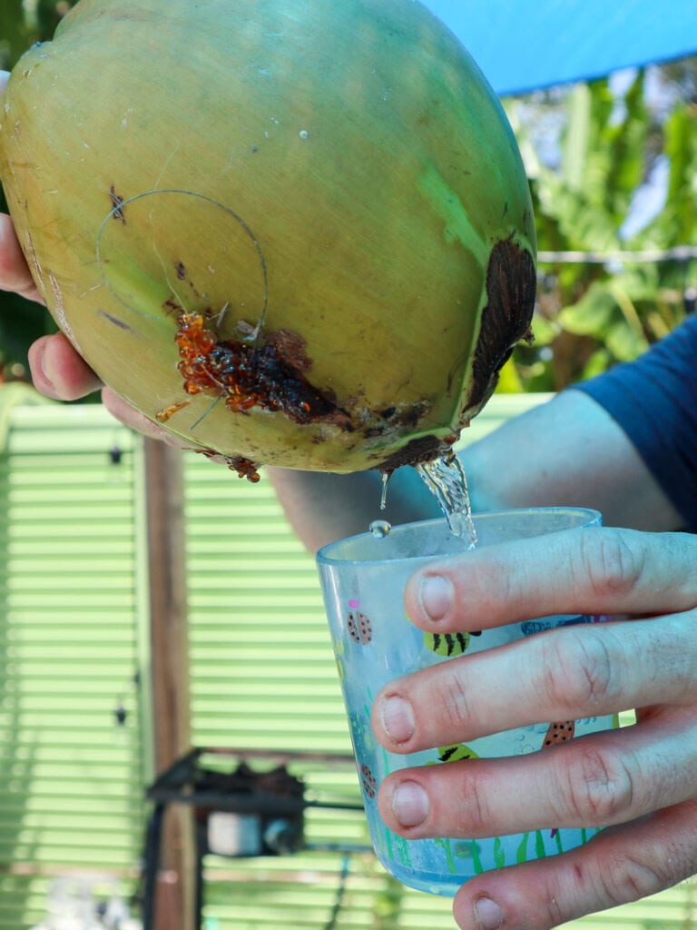 pouring coconut water at grimal grove