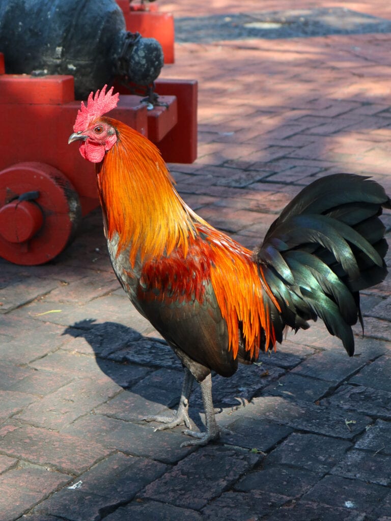rooster in key west
