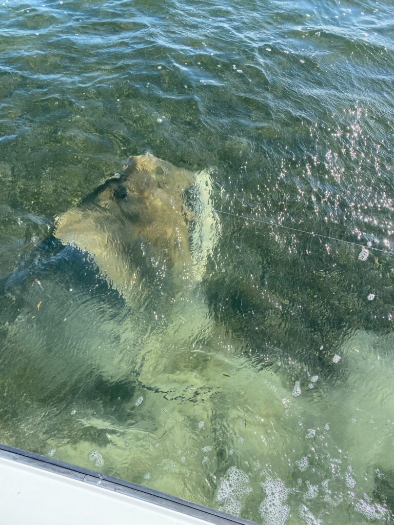 Fishing for stingray