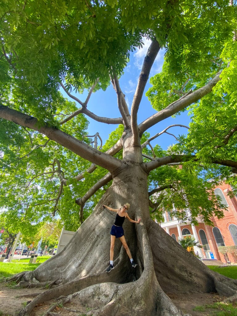 kapok tree in key west