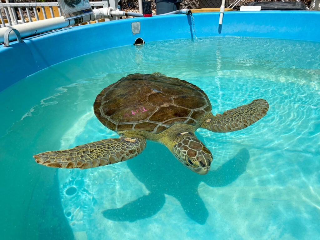 sea turtle at the turtle hospital in marathon in florida keys