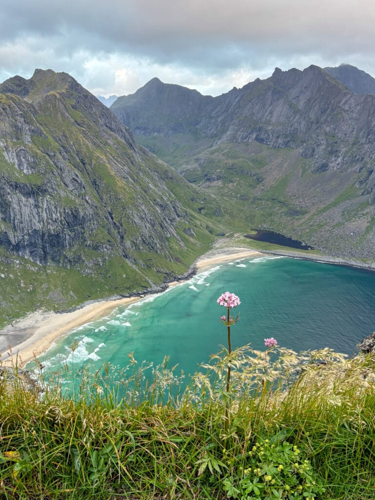 Scenic view of a beach in Lofoten with mountains and a pink flower in foreground.