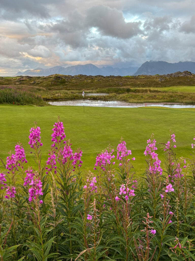 Scenic view of Lofoten with pink flowers, green golf course, and mountains in the background.